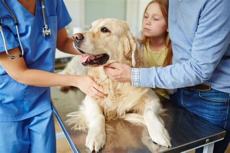 Welcome to the Pasadena Lakes Animal Clinic: Where Compassion Meets Expertise