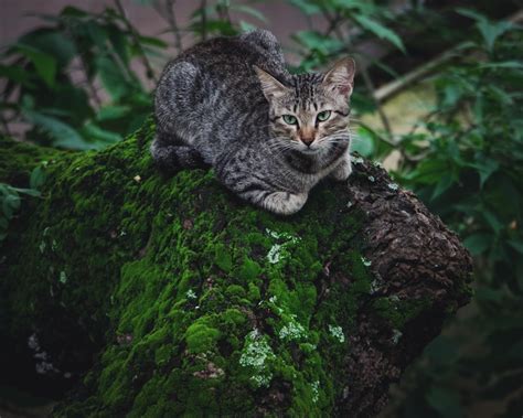 Wellness 貓飼料評價：全方位評比，守護愛貓健康