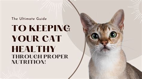 Wellness Cat Food Wet: The Ultimate Guide to Keeping Your Cat Healthy and Happy