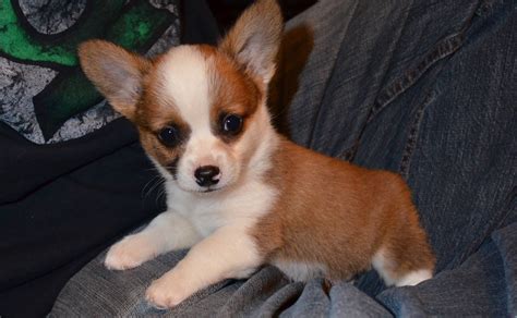 Welsh Corgi Chihuahua