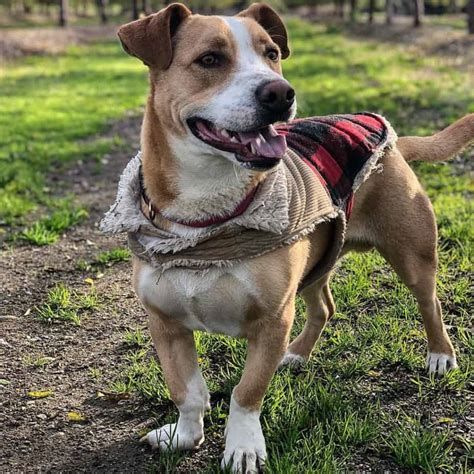 Welsh Corgi Pitbull mix