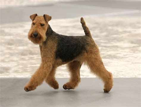 Welsh Terrier: