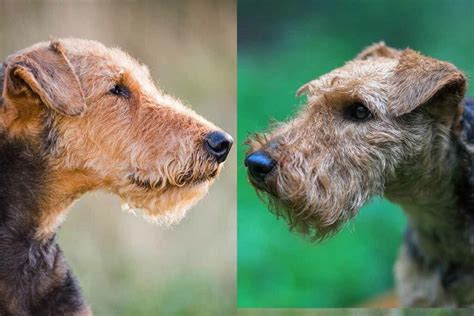 Welsh Terrier vs Airedale Terrier: Uncovering the Distinctive Traits of Two Noble Breeds