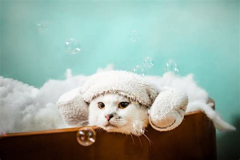 Wet Kitty Nudes: A Comprehensive Guide to Cat Bathing