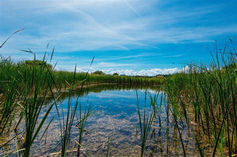 Wetlands Kindle Editon