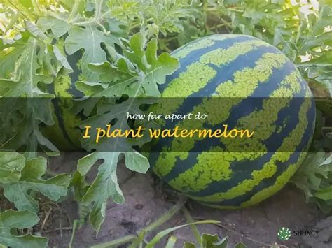 Wettmelons Full: A Comprehensive Guide to Maximizing Watermelon Yield