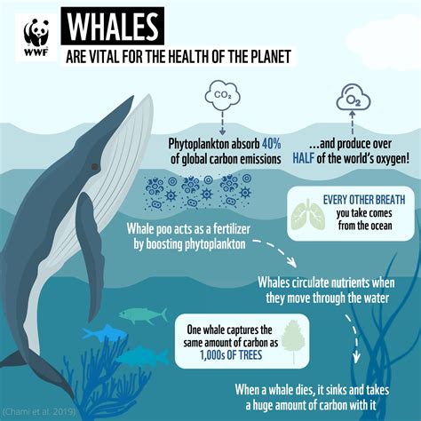 Whale Movements