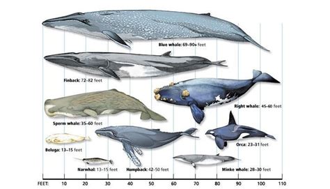 Whale Size Comparison Chart