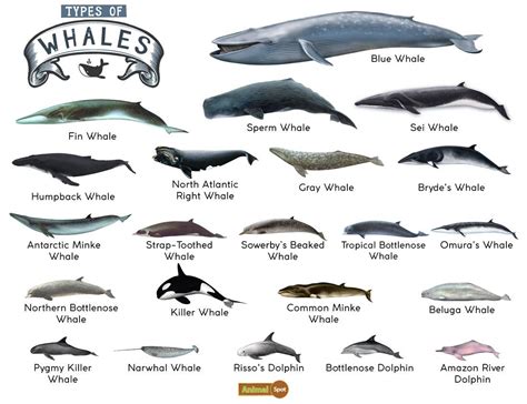 Whales Pictures and Fun Facts About Different Whale Species Kindle Editon