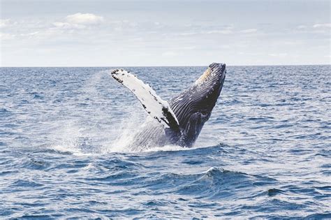 Whales in Cape Town: A Comprehensive Guide to Humpback Whale Season!