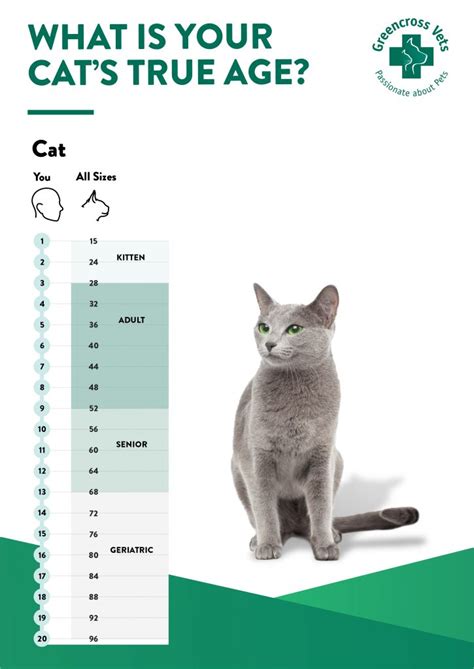 What Age Is a Senior Cat: A Comprehensive Guide