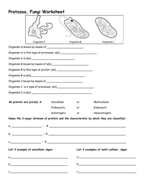 What Are Protists Worksheet Answers Kindle Editon