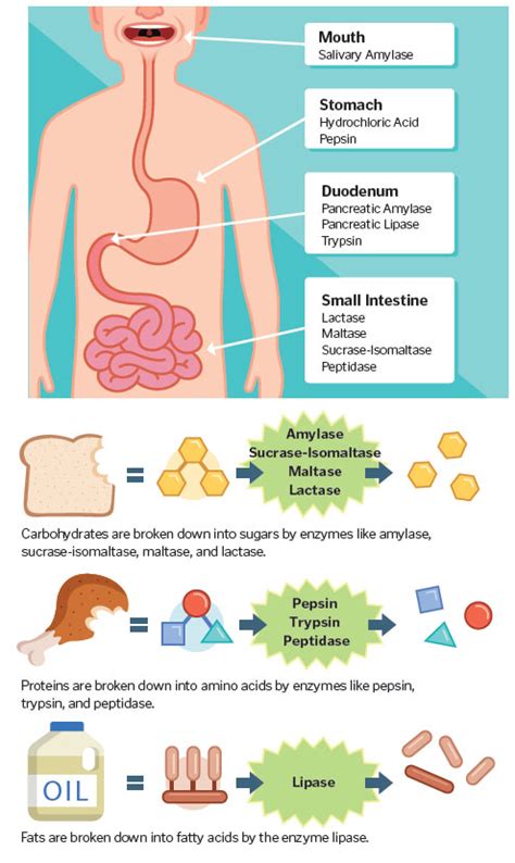 What Are Stomach Enzymes?