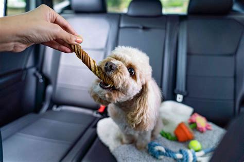 What Causes Car Sickness in Puppies?