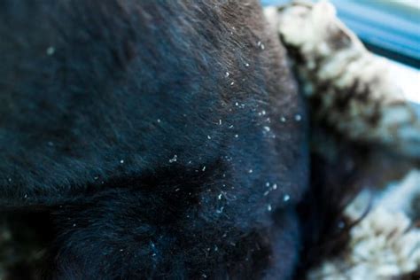 What Causes Dandruff in Dogs?