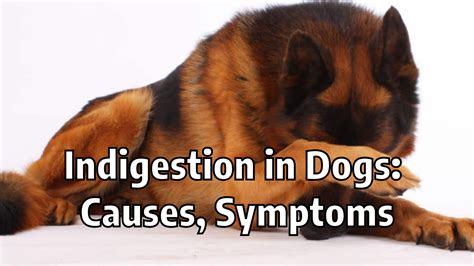 What Causes Dog Indigestion?