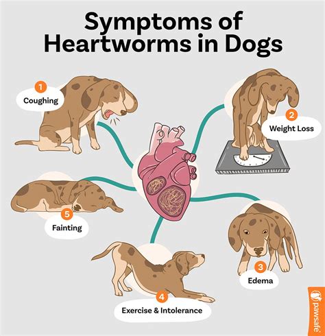 What Causes Heartworms in Dogs: Unraveling the Dangerous Truth