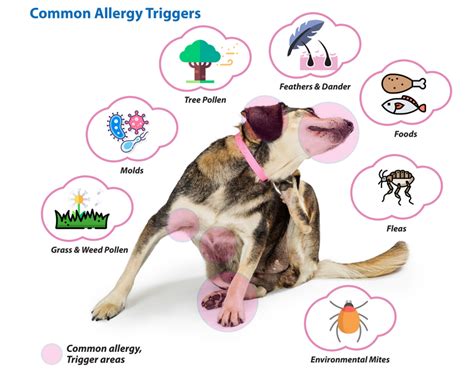 What Causes Pet Allergies?