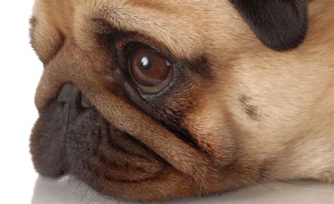 What Defines a Brachycephalic Breed?