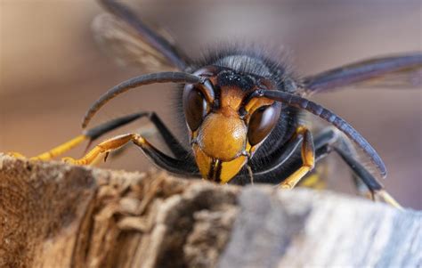 What Do Hornets Look Like: A Comprehensive Guide