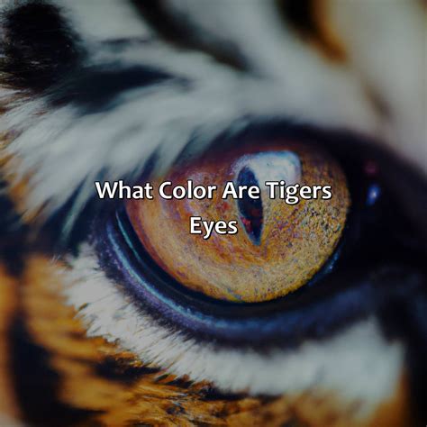 What Do Tiger Eyes Represent in 2025: Power VS Intuition