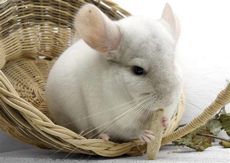 What Does a Chinchilla Look Like?