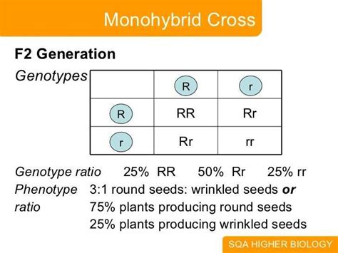 What Is A Monohybrid Cross Yahoo Answers Kindle Editon