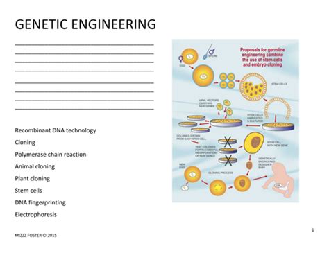 What Is Genetic Engineering Worksheet Answers Doc