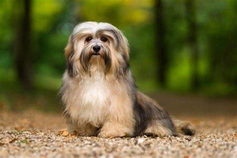 What Makes the Havanese Hypoallergenic?