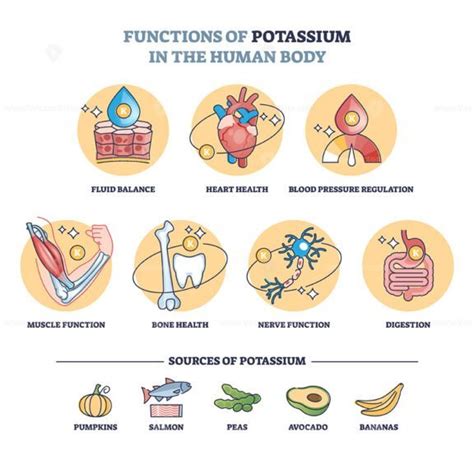 What Potassium Does for the Body: 10,000+ Surprising Facts