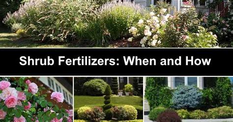 What Shrub Fertilizers Do & Why It Matters