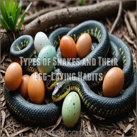 What Type of Snake Lays Soft Eggs (and 9 Surprising Facts)