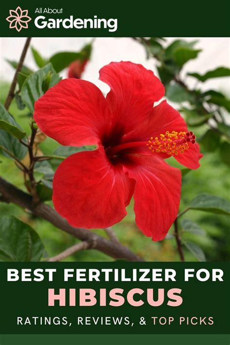 What You Need to Know About Fertilizer Hibiscus