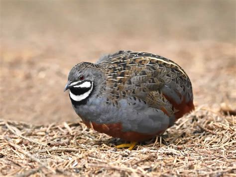 What are Button Quails?