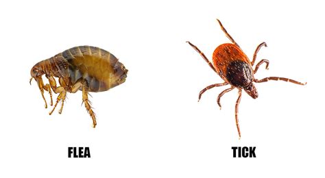 What are Fleas and Ticks?