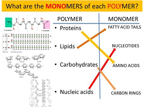 What are Monomers?