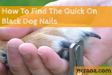 What are Quick on Nails?