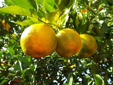 What is Bergamot Fruit?