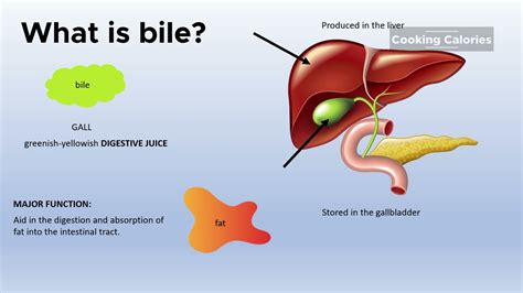 What is Bile and Why is it Yellow?