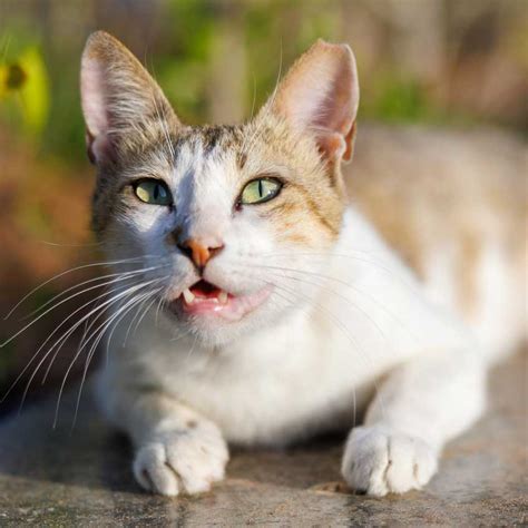 What is Cat Panting?