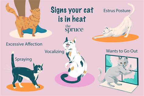 What is Heat in Cats?