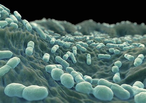 What is Listeria Monocytogenes?