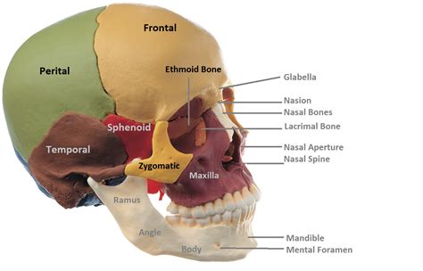 What is Skull & Bones Moyenne Crique?