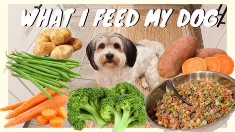 What is Wholesome Dog Food?