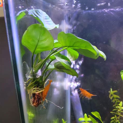 What is a Betta Hammock?