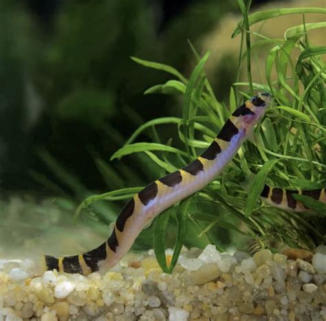 What is a Black Coolie Loach?