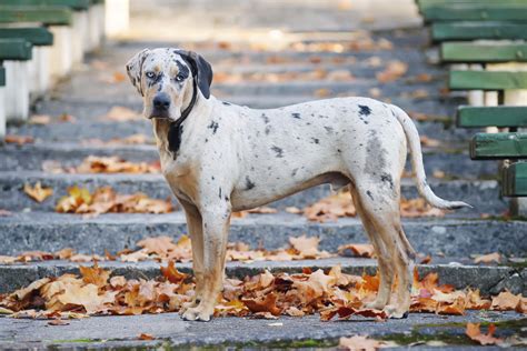 What is a Catahoula?