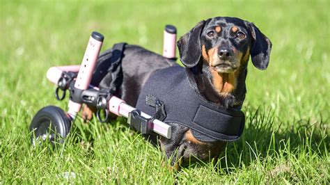 What is a Dachshund Wheelchair?