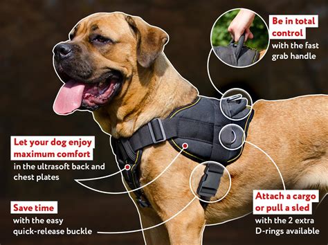 What is a Dog Harness?