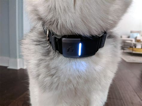 What is a Fi Dog Collar and How Does it Work?